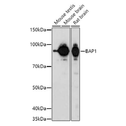 Western Blot - Anti-BAP1 Antibody (A15264) - Antibodies.com