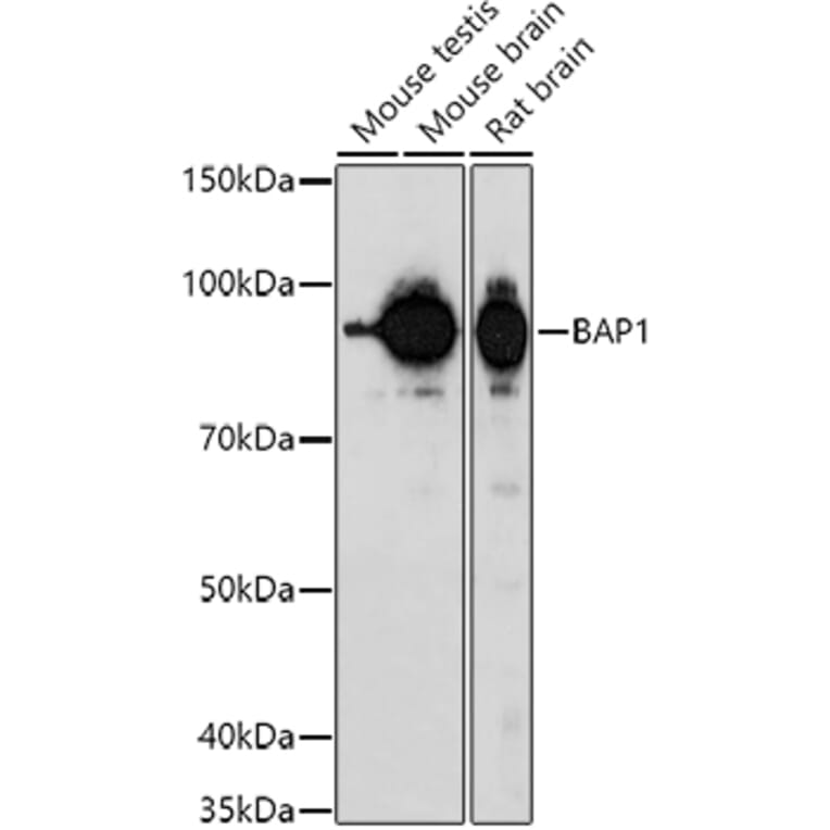 Western Blot - Anti-BAP1 Antibody (A15264) - Antibodies.com