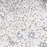 Immunohistochemistry - Anti-BAP1 Antibody (A15264) - Antibodies.com