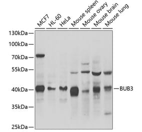 Western Blot - Anti-BUB3 Antibody (A6536) - Antibodies.com