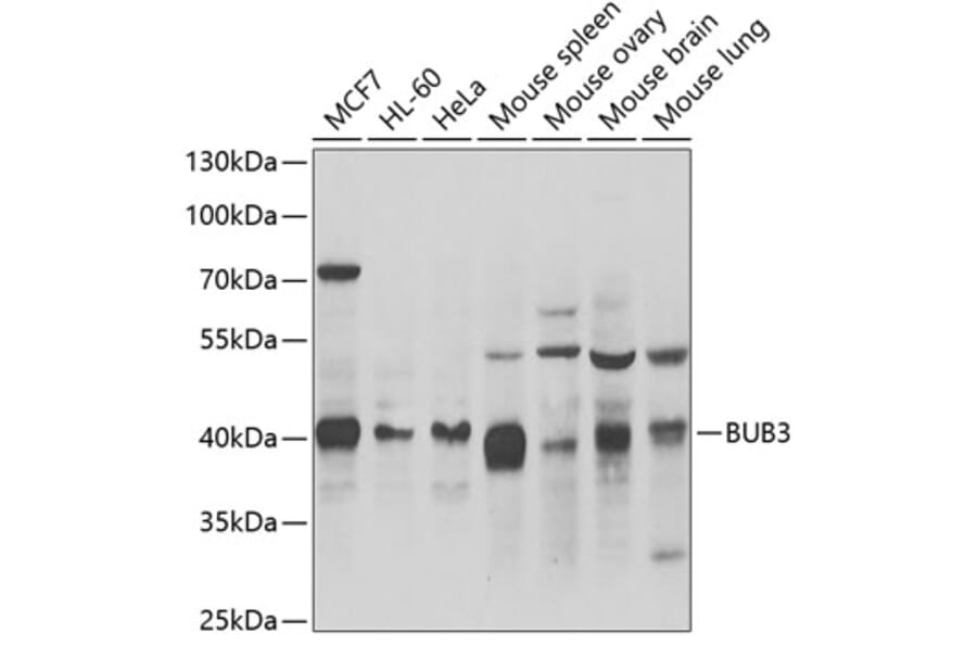 Western Blot - Anti-BUB3 Antibody (A6536) - Antibodies.com
