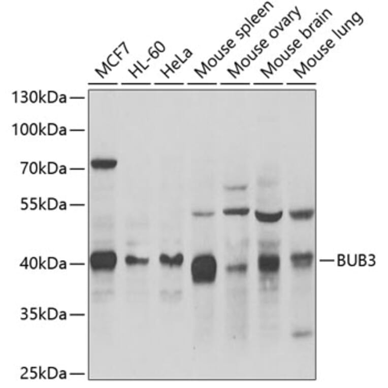 Western Blot - Anti-BUB3 Antibody (A6536) - Antibodies.com