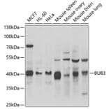 Western Blot - Anti-BUB3 Antibody (A6536) - Antibodies.com