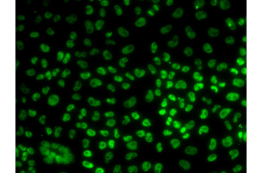 Immunofluorescence - Anti-BUB3 Antibody (A6536) - Antibodies.com