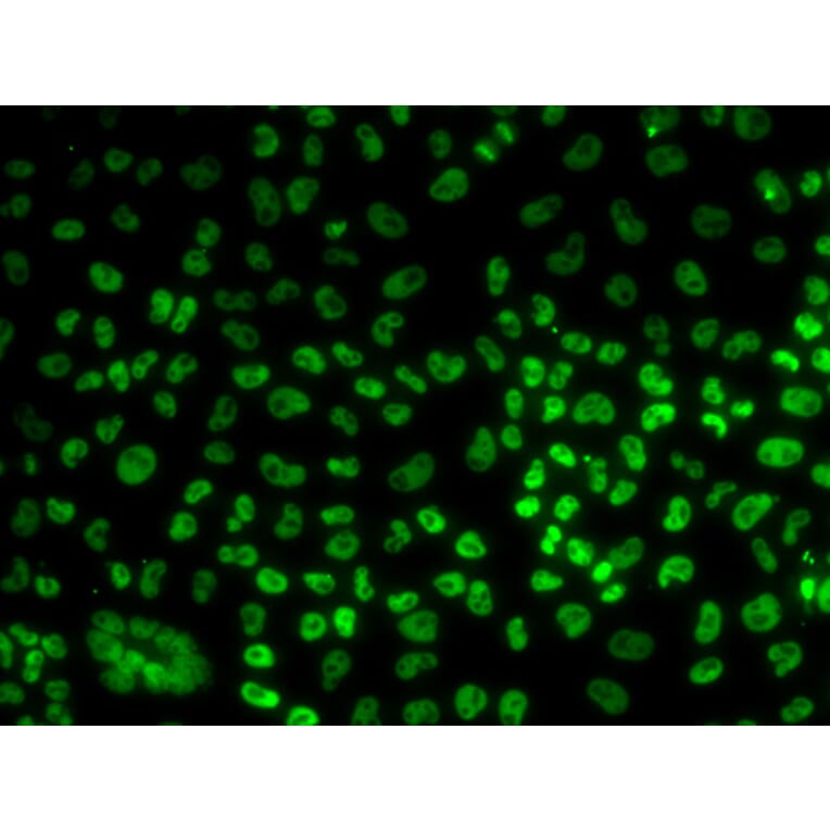 Immunofluorescence - Anti-BUB3 Antibody (A6536) - Antibodies.com