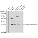 Western Blot - Anti-Calpain small subunit 1 Antibody (A15268) - Antibodies.com