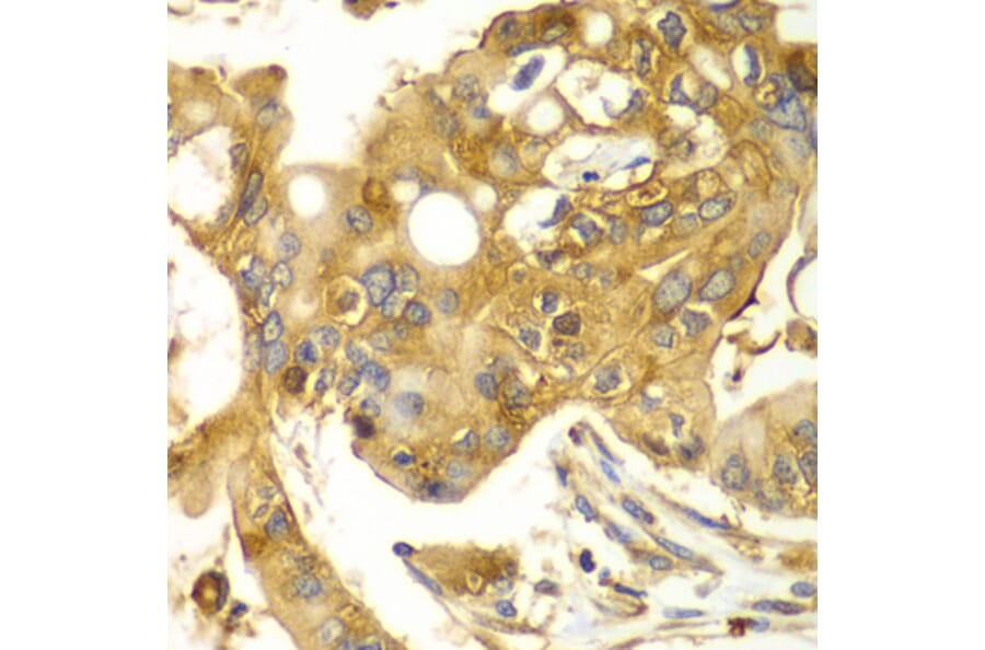 Immunohistochemistry - Anti-Calpain small subunit 1 Antibody (A15268) - Antibodies.com