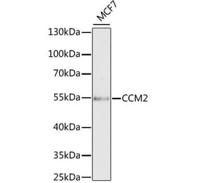 Western Blot - Anti-CCM2 Antibody (A15269) - Antibodies.com