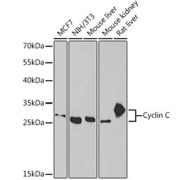 Western Blot - Anti-Cyclin C Antibody (A15270) - Antibodies.com