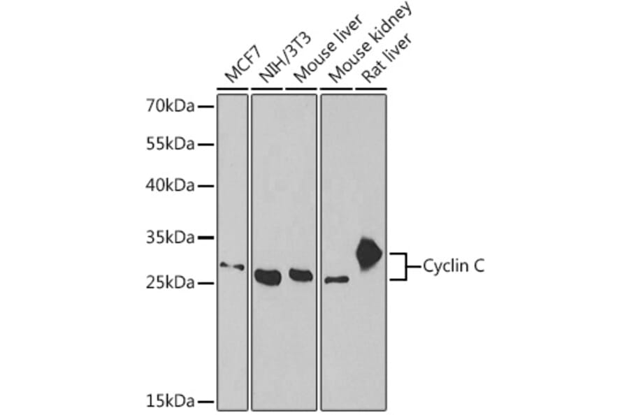 Western Blot - Anti-Cyclin C Antibody (A15270) - Antibodies.com