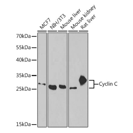 Western Blot - Anti-Cyclin C Antibody (A15270) - Antibodies.com