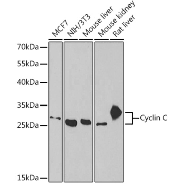 Western Blot - Anti-Cyclin C Antibody (A15270) - Antibodies.com