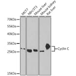 Western Blot - Anti-Cyclin C Antibody (A15270) - Antibodies.com