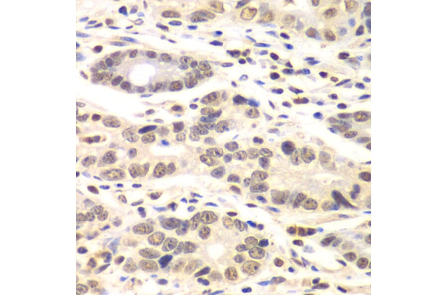 Immunohistochemistry - Anti-Cyclin C Antibody (A15270) - Antibodies.com
