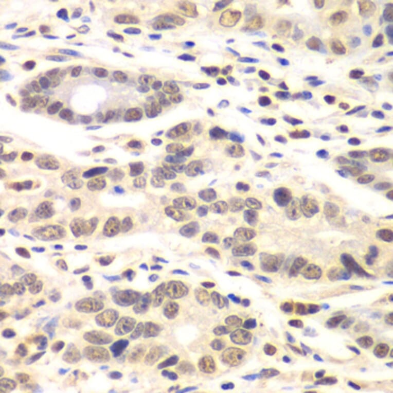 Immunohistochemistry - Anti-Cyclin C Antibody (A15270) - Antibodies.com