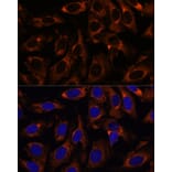 Immunofluorescence - Anti-CCT3 Antibody (A15272) - Antibodies.com