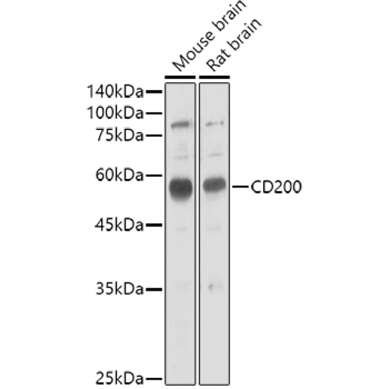 Western Blot - Anti-CD200/OX2 Antibody (A15275) - Antibodies.com
