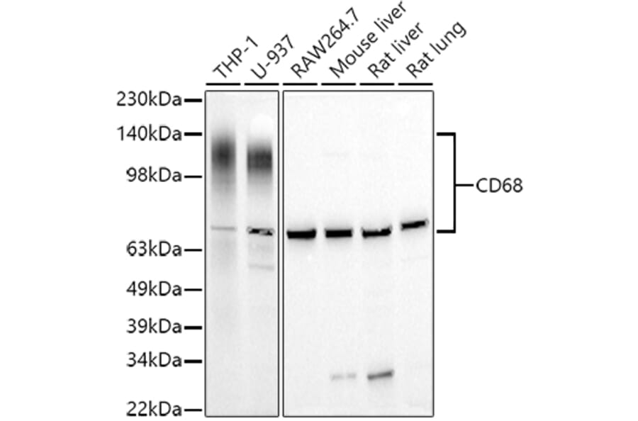 Western Blot - Anti-CD68 Antibody (A15276) - Antibodies.com