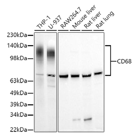 Western Blot - Anti-CD68 Antibody (A15276) - Antibodies.com