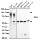 Western Blot - Anti-CD68 Antibody (A15276) - Antibodies.com