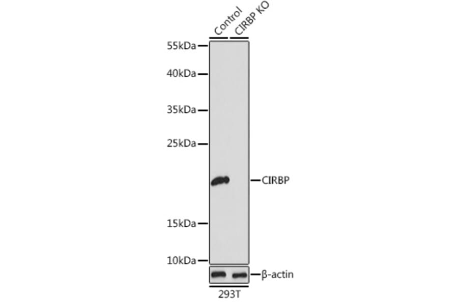 Western Blot - Anti-CIRP Antibody (A15277) - Antibodies.com