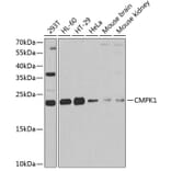 Western Blot - Anti-Nucleoside-diphosphate kinase Antibody (A15278) - Antibodies.com