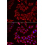 Immunofluorescence - Anti-Nucleoside-diphosphate kinase Antibody (A15278) - Antibodies.com