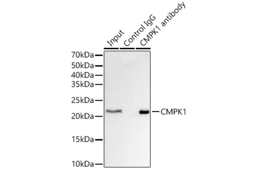 Western Blot - Anti-Nucleoside-diphosphate kinase Antibody (A15278) - Antibodies.com