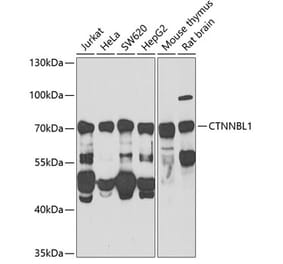 Western Blot - Anti-CTNNBL1 Antibody (A15281) - Antibodies.com