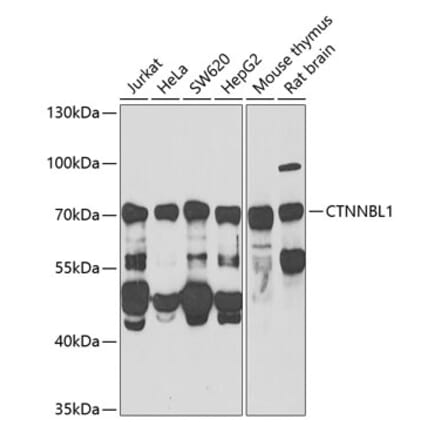 Western Blot - Anti-CTNNBL1 Antibody (A15281) - Antibodies.com