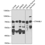 Western Blot - Anti-CTNNBL1 Antibody (A15281) - Antibodies.com