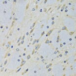 Immunohistochemistry - Anti-DARS Antibody (A15282) - Antibodies.com