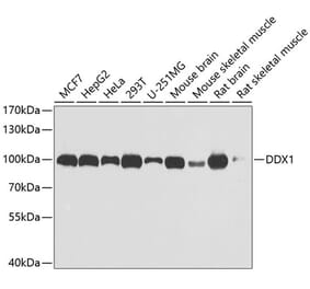 Western Blot - Anti-DDX1 Antibody (A15283) - Antibodies.com
