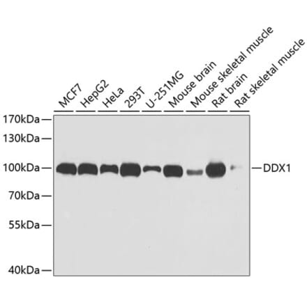Western Blot - Anti-DDX1 Antibody (A15283) - Antibodies.com