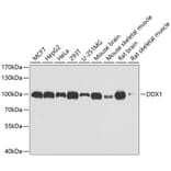 Western Blot - Anti-DDX1 Antibody (A15283) - Antibodies.com