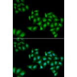 Immunofluorescence - Anti-DDX1 Antibody (A15283) - Antibodies.com