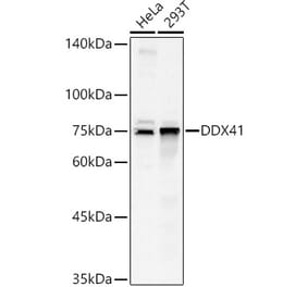 Western Blot - Anti-DDX41 Antibody (A15284) - Antibodies.com