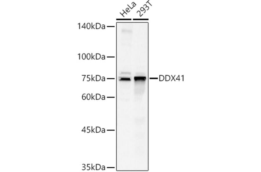 Western Blot - Anti-DDX41 Antibody (A15284) - Antibodies.com