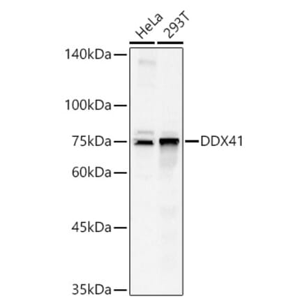 Western Blot - Anti-DDX41 Antibody (A15284) - Antibodies.com