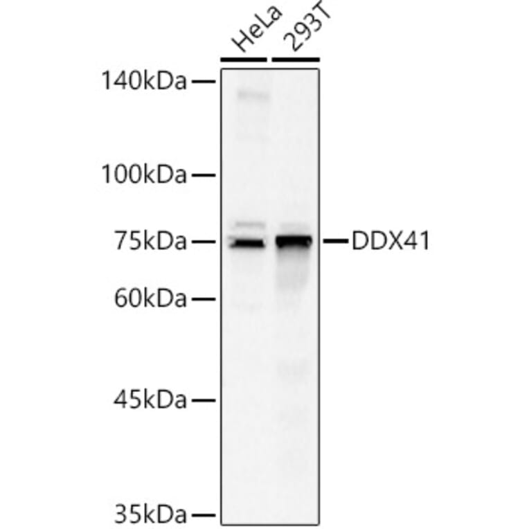 Western Blot - Anti-DDX41 Antibody (A15284) - Antibodies.com