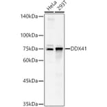 Western Blot - Anti-DDX41 Antibody (A15284) - Antibodies.com