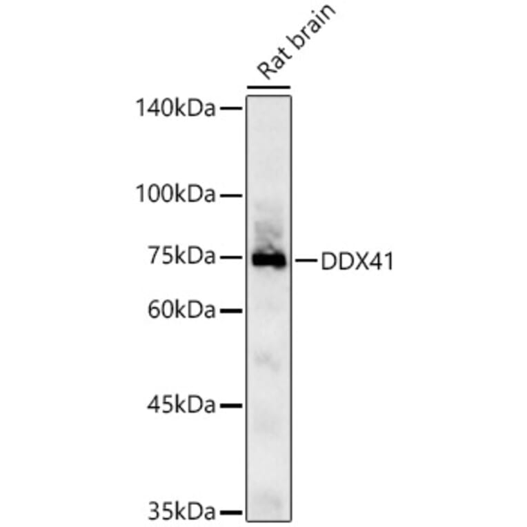 Western Blot - Anti-DDX41 Antibody (A15284) - Antibodies.com