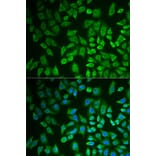 Immunofluorescence - Anti-DDX41 Antibody (A15284) - Antibodies.com