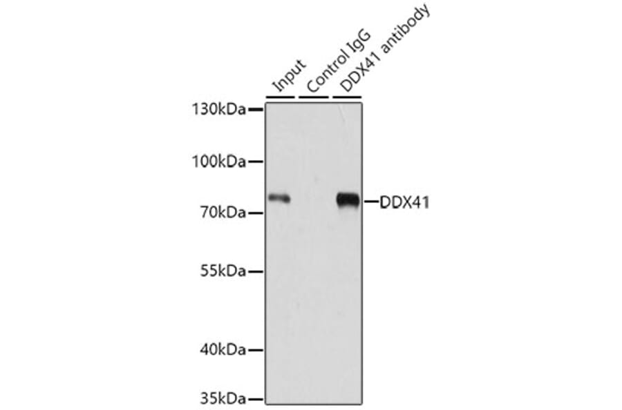 Western Blot - Anti-DDX41 Antibody (A15284) - Antibodies.com