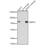 Western Blot - Anti-DDX41 Antibody (A15284) - Antibodies.com