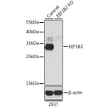 Western Blot - Anti-eEF1B2 Antibody (A15285) - Antibodies.com