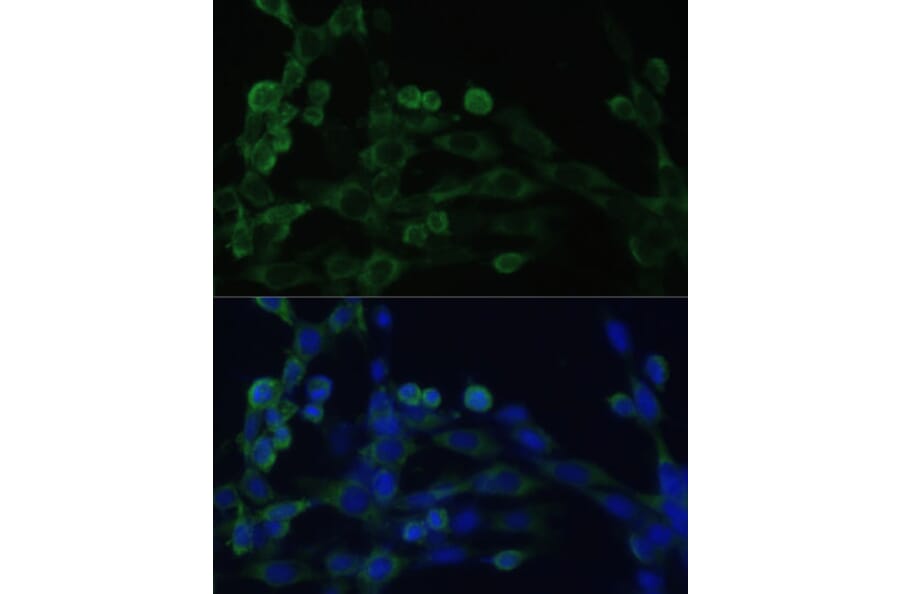 Immunofluorescence - Anti-eEF1B2 Antibody (A15285) - Antibodies.com