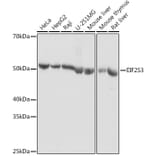 Western Blot - Anti-EIF2G/EIF2S3 Antibody (A15286) - Antibodies.com