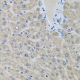 Immunohistochemistry - Anti-EIF2G/EIF2S3 Antibody (A15286) - Antibodies.com