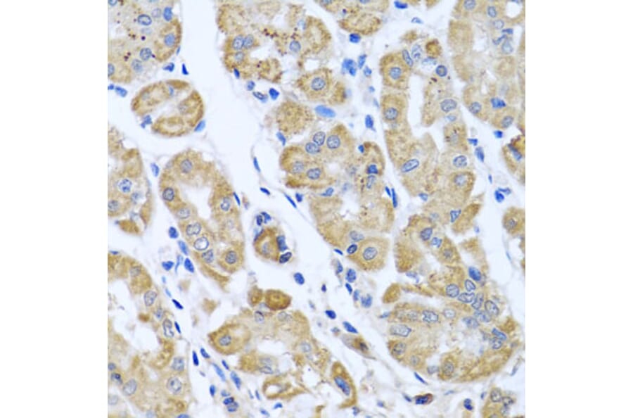 Immunohistochemistry - Anti-EIF2G/EIF2S3 Antibody (A15286) - Antibodies.com